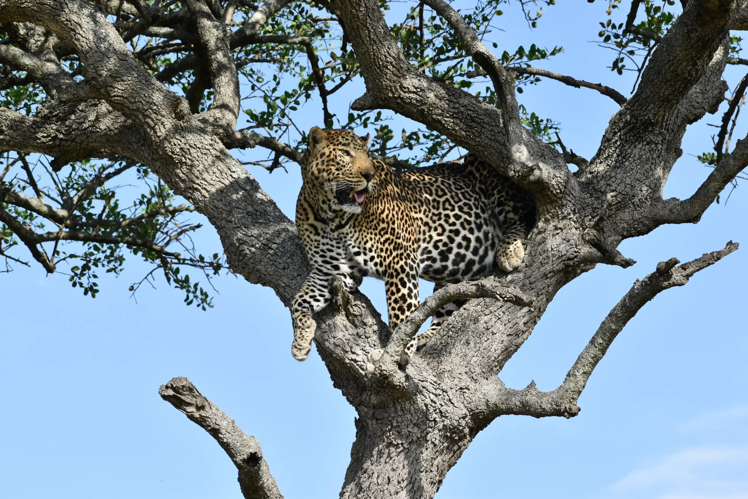 23. Wildlife – Mara Leopard