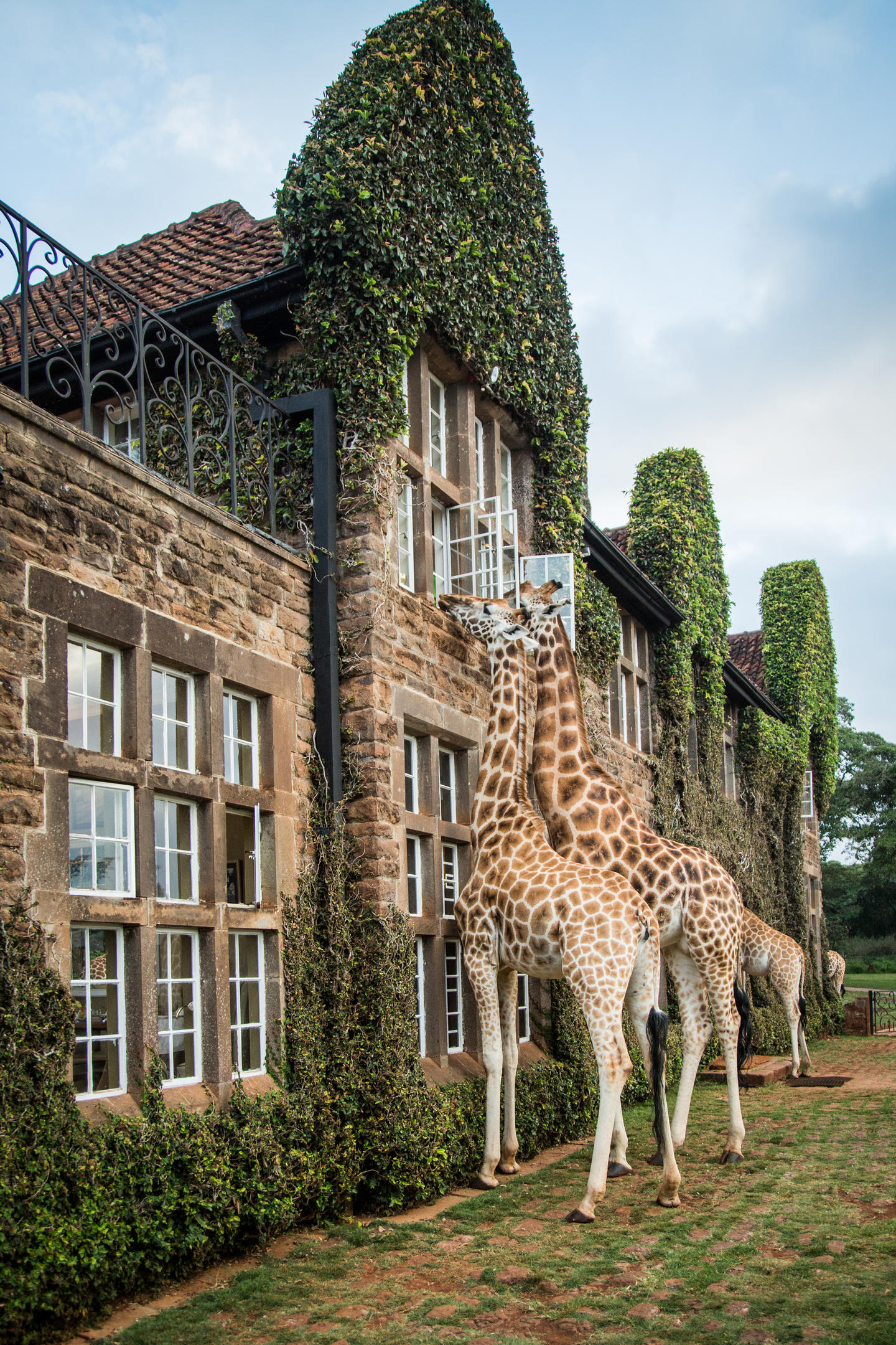Giraffe Manor_16
