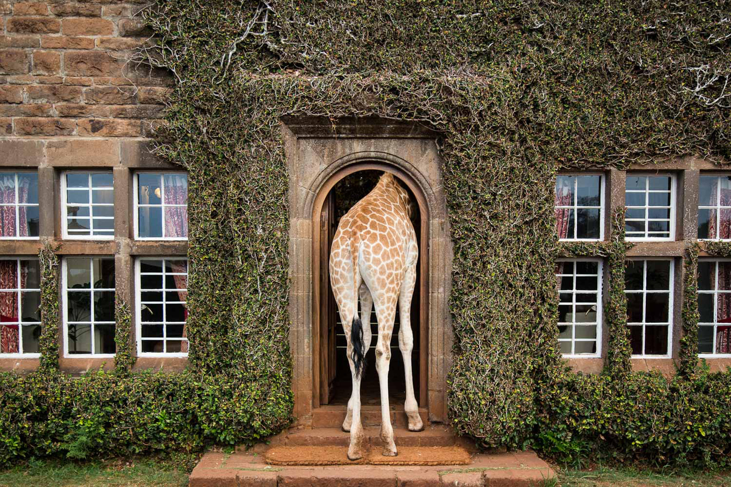 Giraffe Manor_7